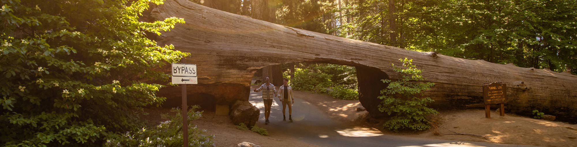 Sequoia National Park visitors walking through Tunnel Log