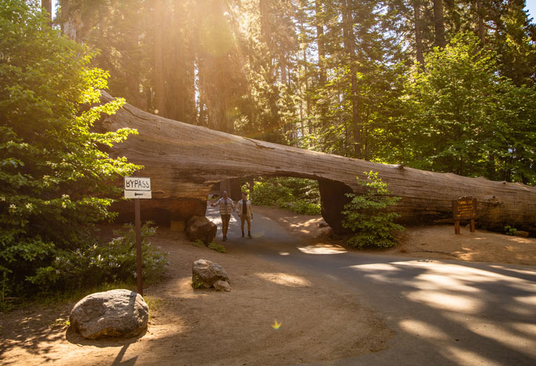 Sequoia National Park visitors walking through Tunnel Log