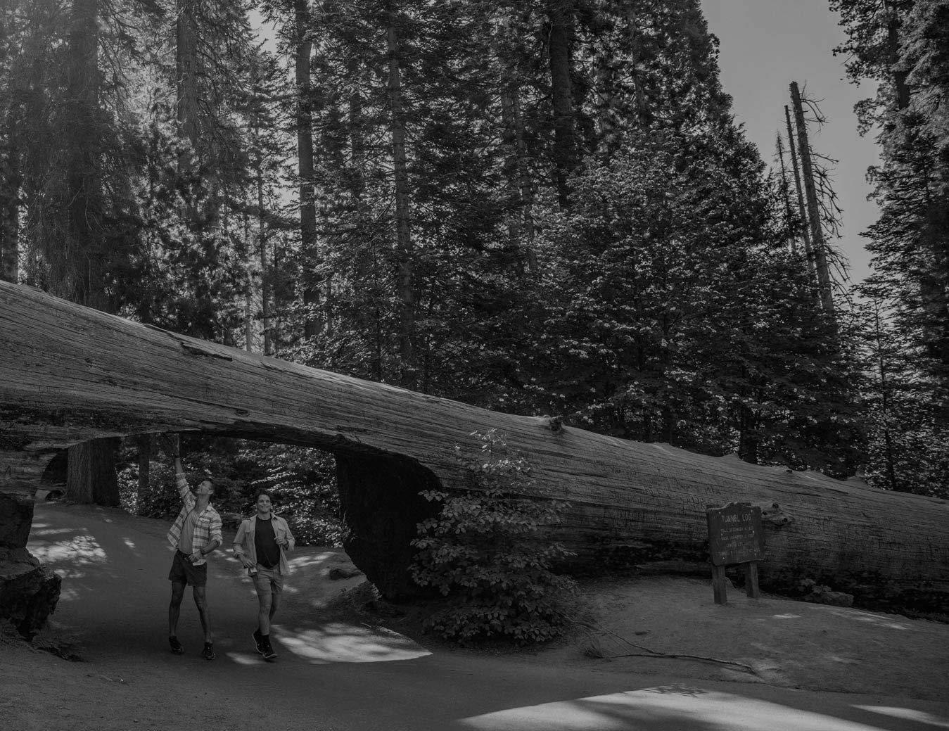 Two Sequoia visitors walking through Tunnel Log