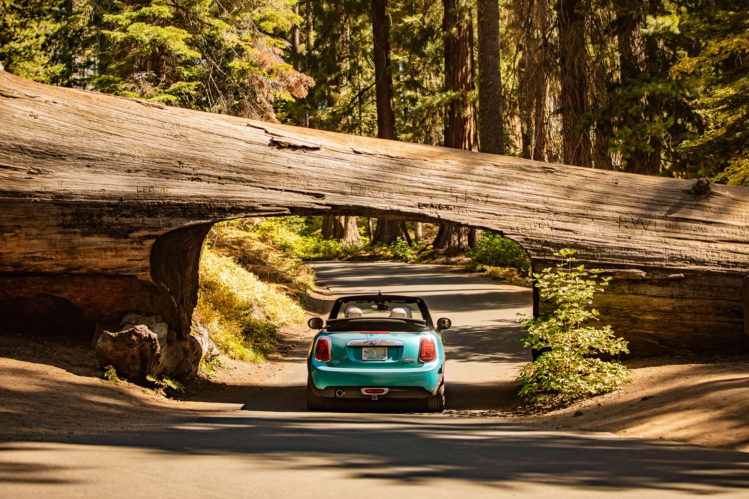 A car driving through Tunnel Log in Sequoia National Park
